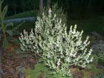 Salvia atheopsis